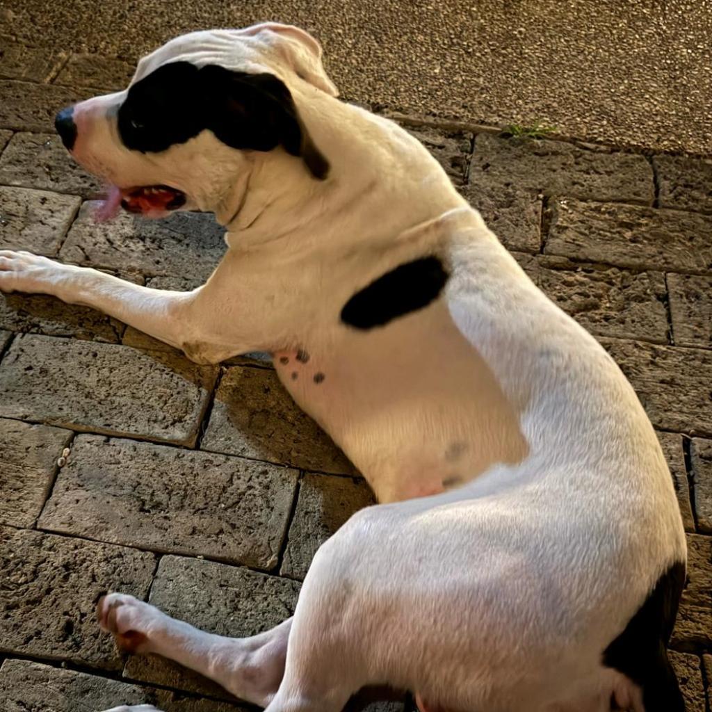 Patches, a Adoptable Pit Bull Terrier in Laredo, TX image 3/3