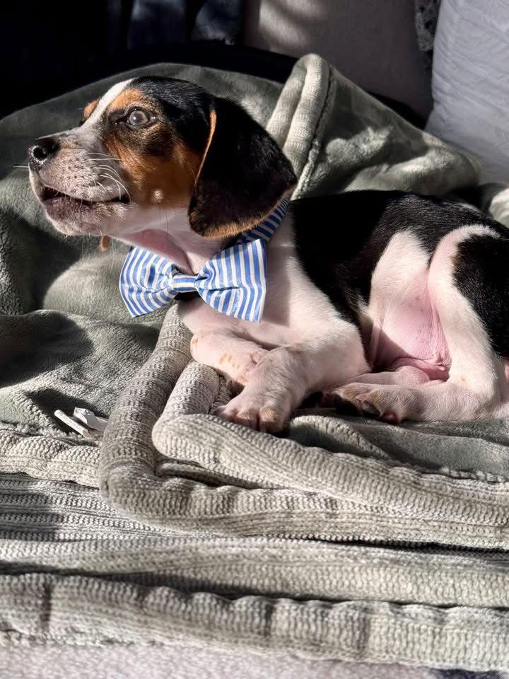 Enlarge Benny- APPLICATION PENDING, a Adopted mixed breed in Spring City, PA image 1/2