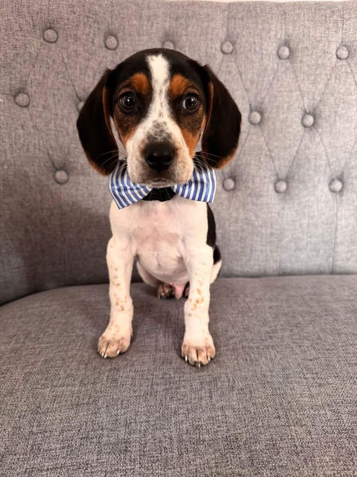 Enlarge Benny- APPLICATION PENDING, a Adopted mixed breed in Spring City, PA image 2/2