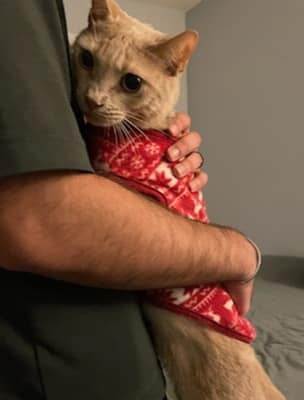 Kahlua