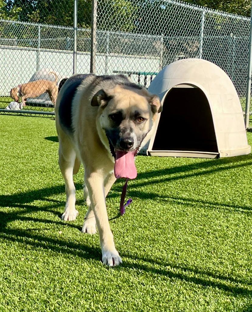 Lola, Adoptable, Young Female Shepherd & Mixed Breed.