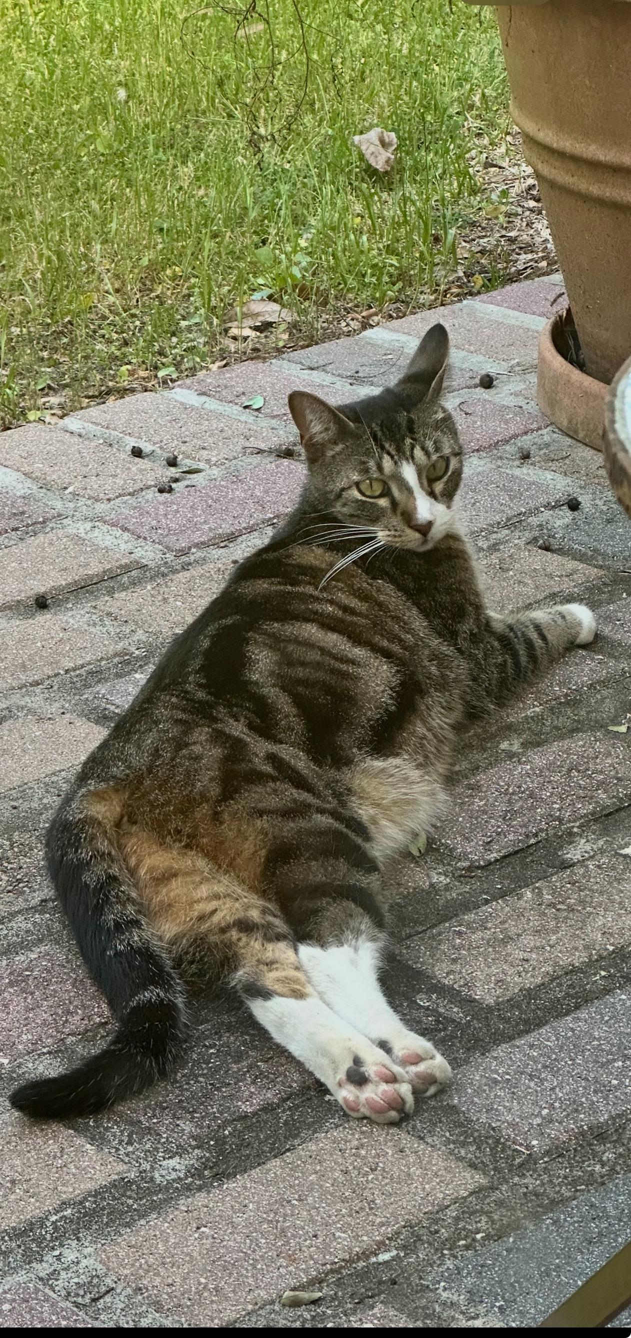 Bandit, Adopted, Young Male American Shorthair & Bengal.