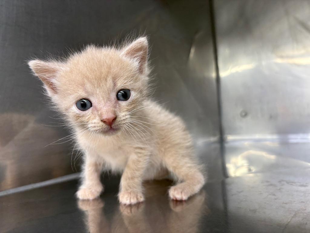 Mr. Sting (Butter), Adoptable, Kitten Male Domestic Short Hair.