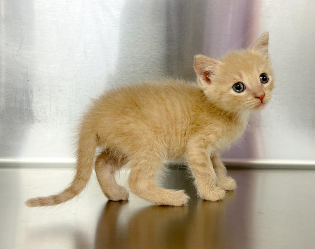 Enlarge Mr. Sting (Butter), a Adoptable mixed breed in Murray, KY image 2/4