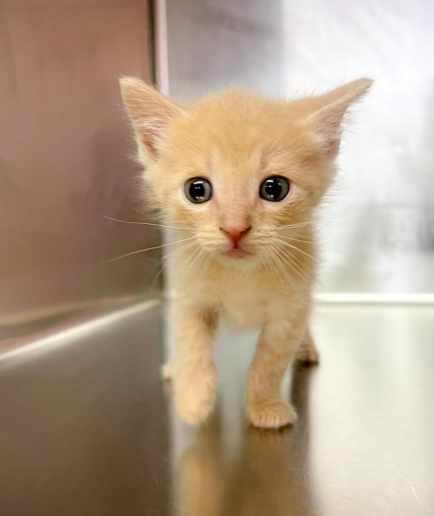 Enlarge Mr. Sting (Butter), a Adoptable mixed breed in Murray, KY image 3/4