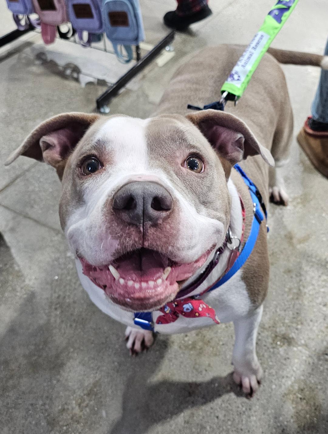 Ester , a ADOPTABLE mixed breed in Lapeer, MI image 4/6