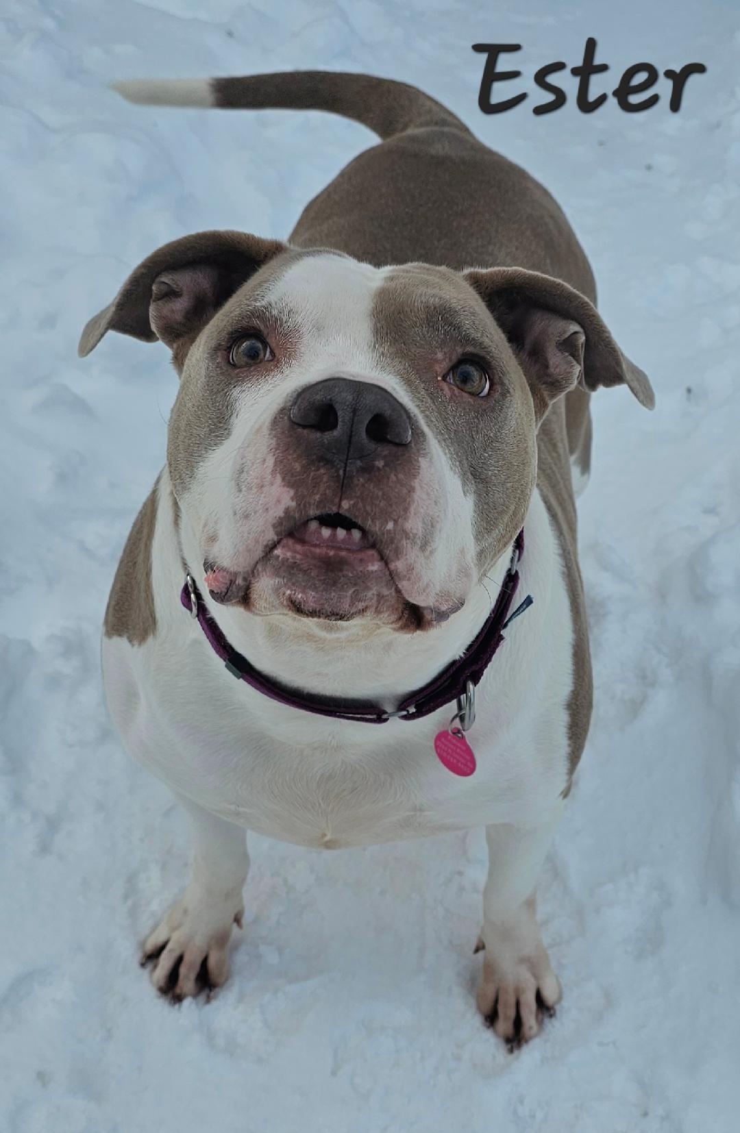 Ester , a ADOPTABLE mixed breed in Lapeer, MI image 2/6