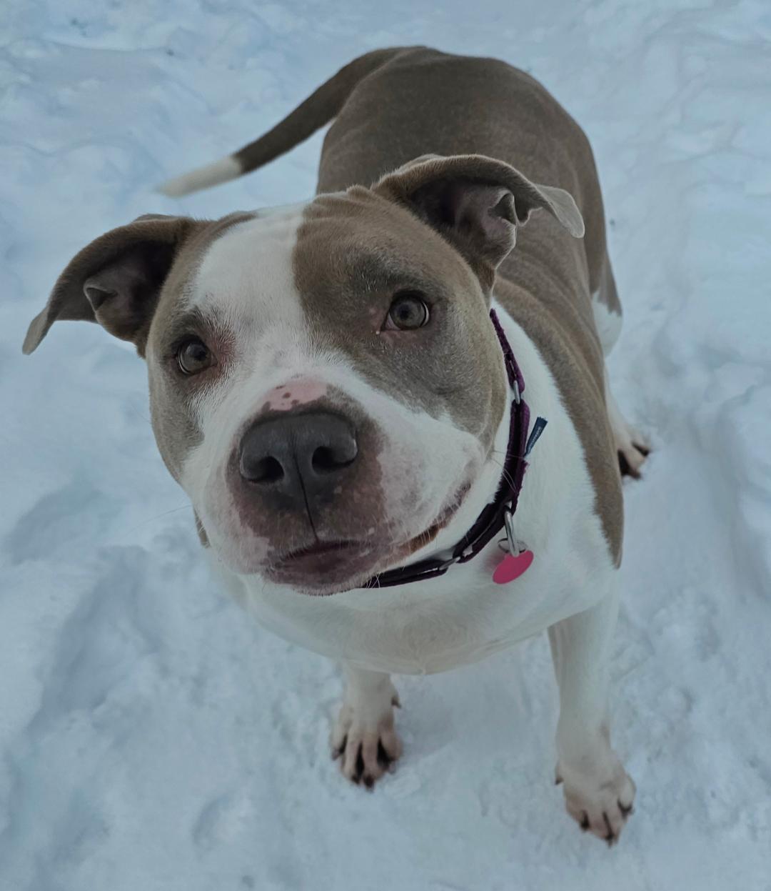 Ester , a ADOPTABLE mixed breed in Lapeer, MI image 6/6