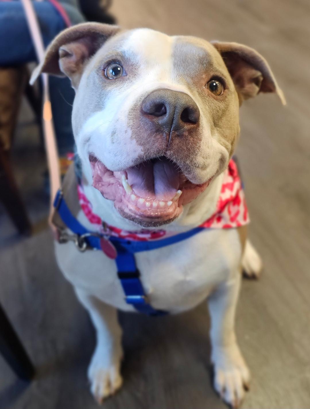 Ester , a ADOPTABLE mixed breed in Lapeer, MI image 1/6