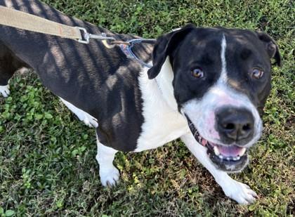 Oreo, Adoptable, Adult Male Labrador Retriever & Mixed Breed.