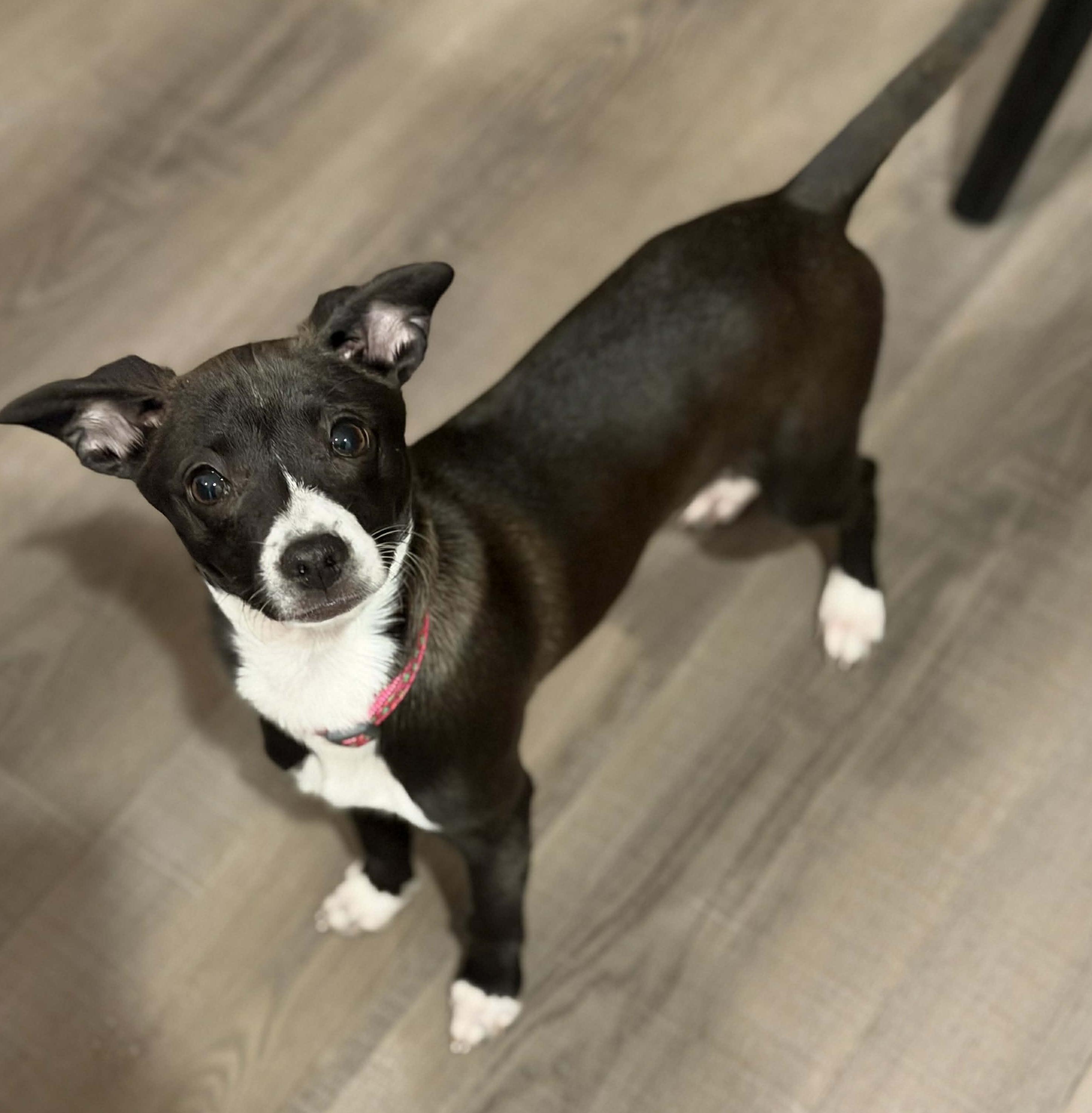 Enlarge Sorbet, an adoptable mixed breed in Silvana, WA image 3/6