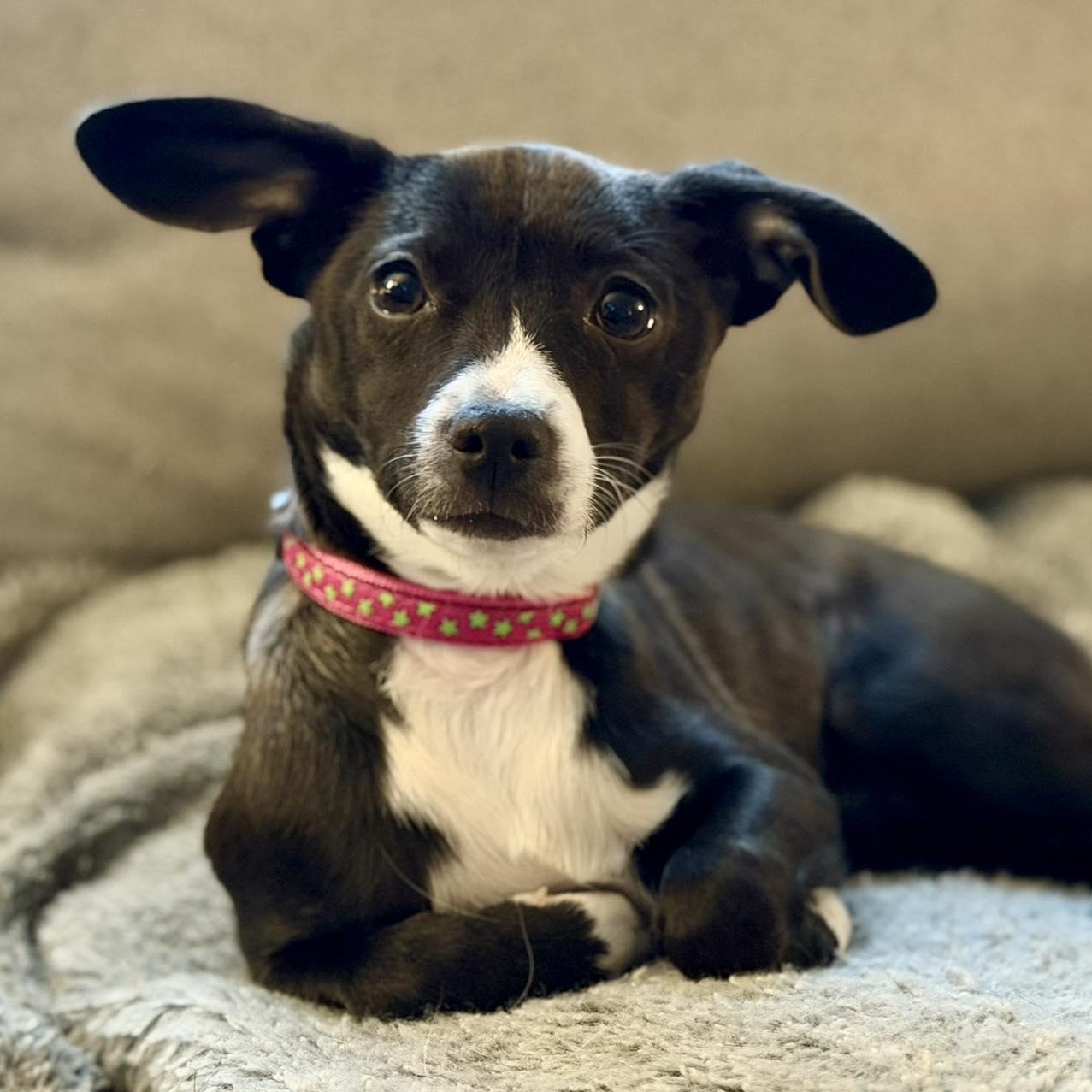 Enlarge Sorbet, an adoptable mixed breed in Silvana, WA image 1/6