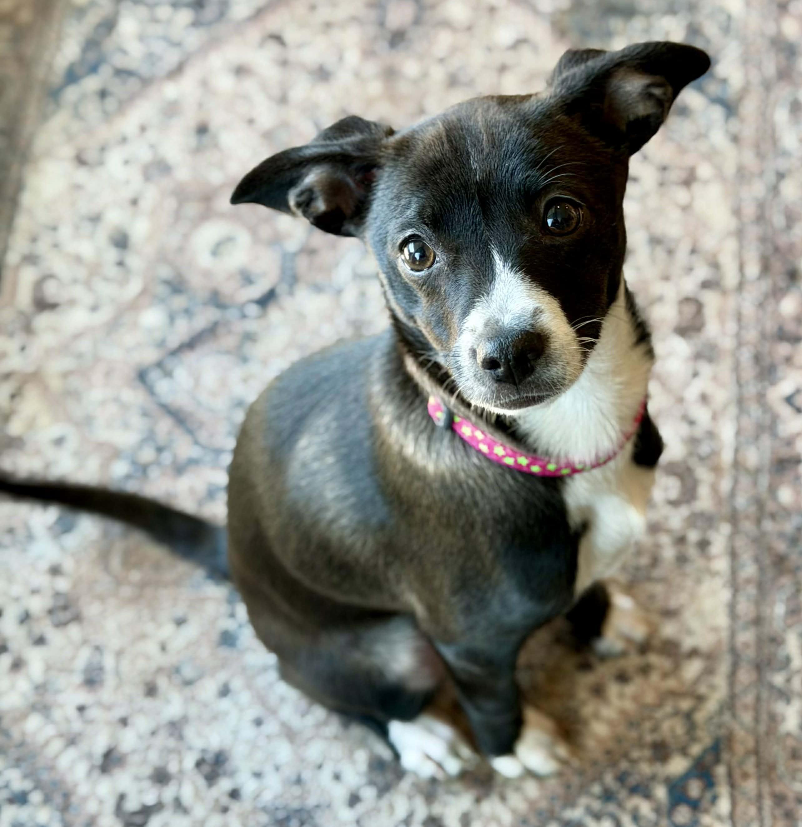 Enlarge Sorbet, an adoptable mixed breed in Silvana, WA image 2/6