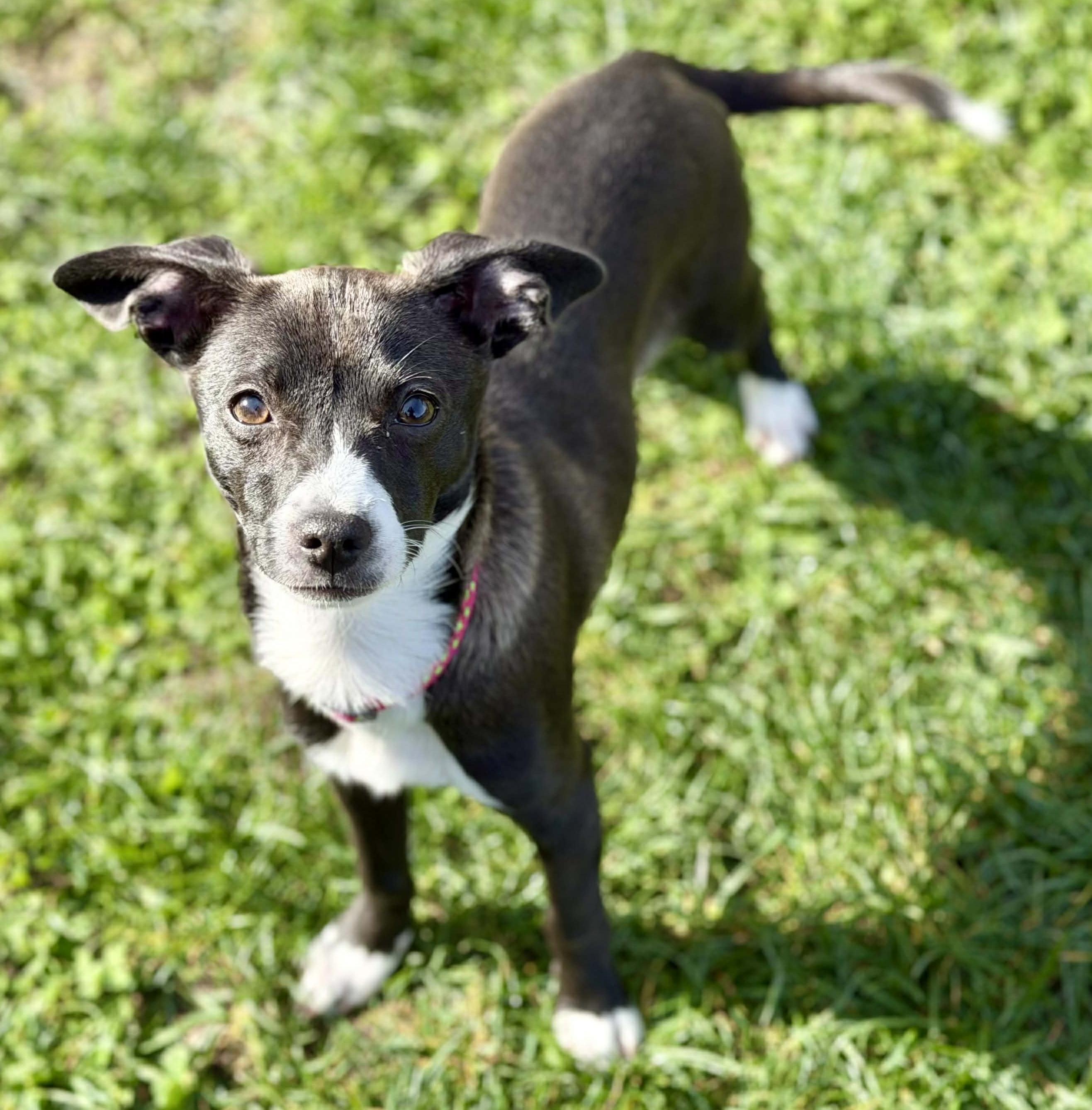 Enlarge Sorbet, an adoptable mixed breed in Silvana, WA image 4/6