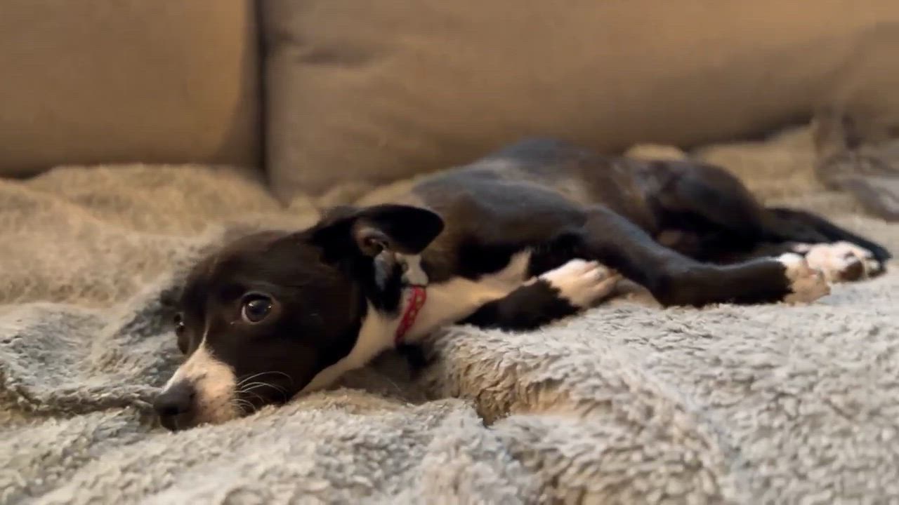 Enlarge Sorbet, an adoptable mixed breed in Silvana, WA video 6/6