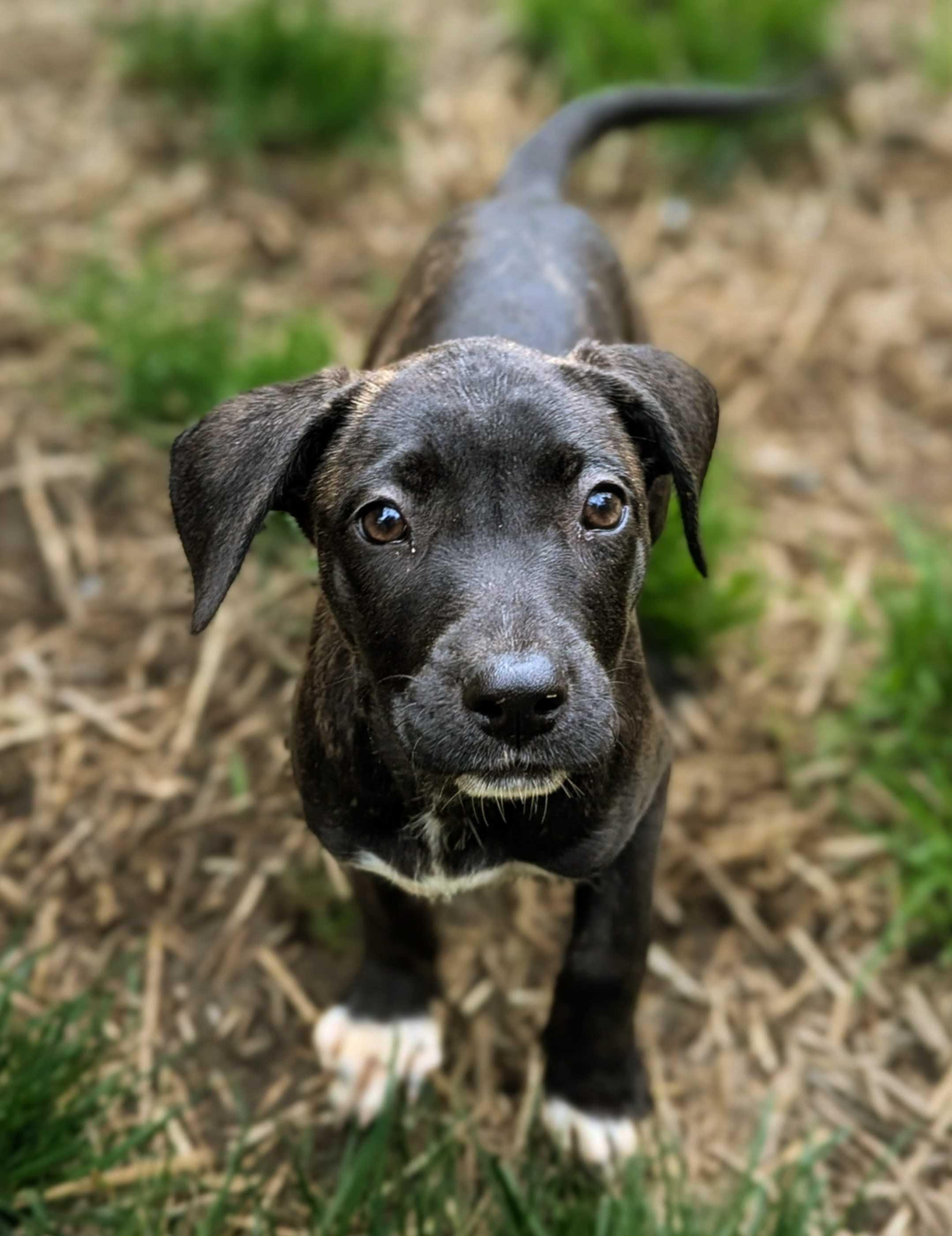 Zenon, Adoptable, Puppy Female Chiweenie.