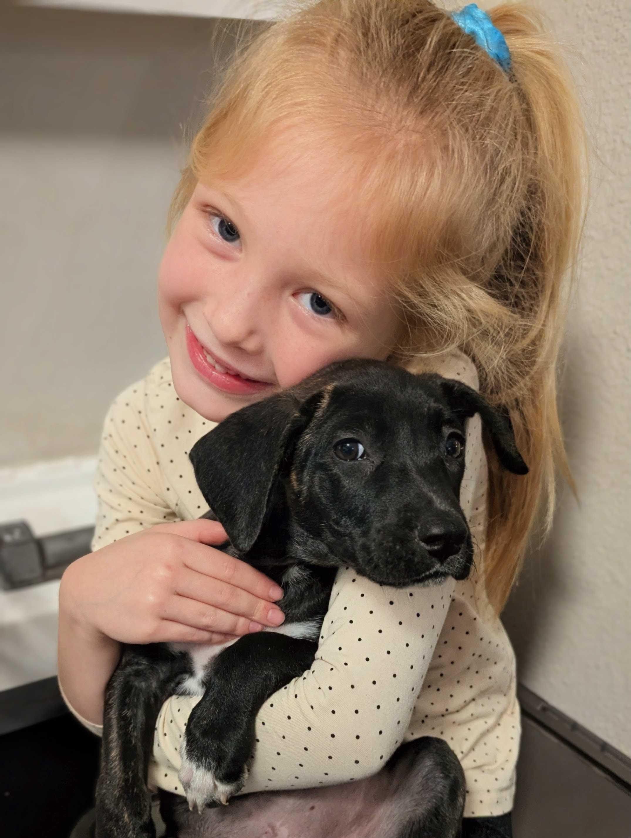 Enlarge Zenon, a Adoptable mixed breed in Portland, OR image 2/2