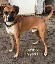 Tyson, Adoptable, Senior Male Boxer.