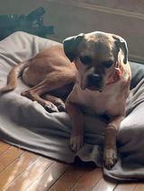 Tyson, a Adoptable mixed breed in Sioux City, IA image 2/8