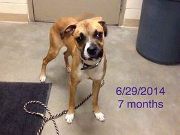 Tyson, a Adoptable mixed breed in Sioux City, IA image 3/8