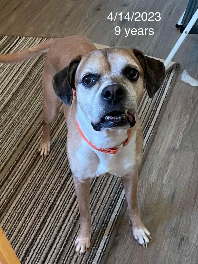 Tyson, a Adoptable mixed breed in Sioux City, IA image 4/8