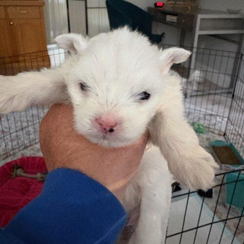 Enlarge Potato, a Adoptable mixed breed in Langley, BC image 2/2