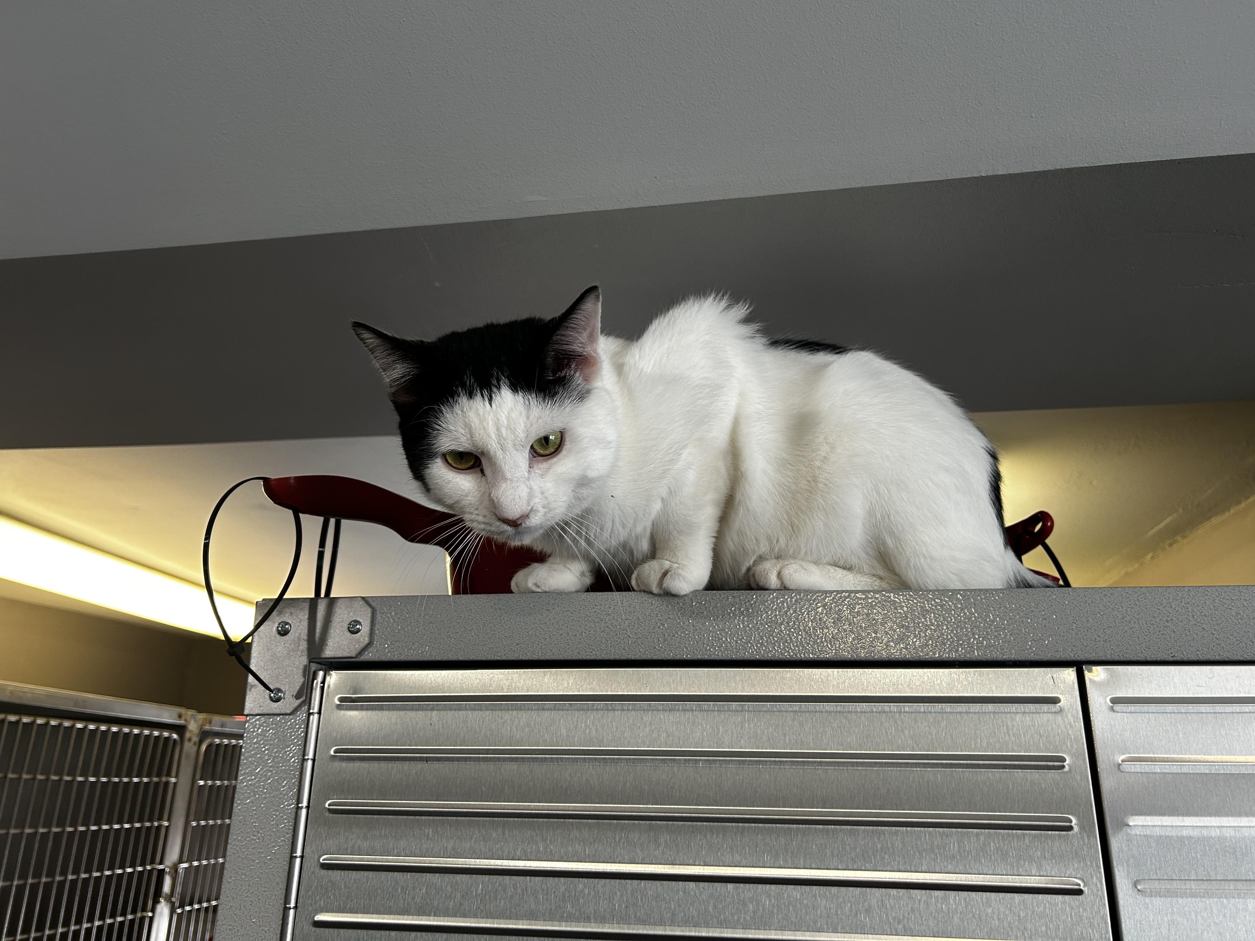 Proton, a Adoptable Domestic Short Hair in Holly, MI image 1/2