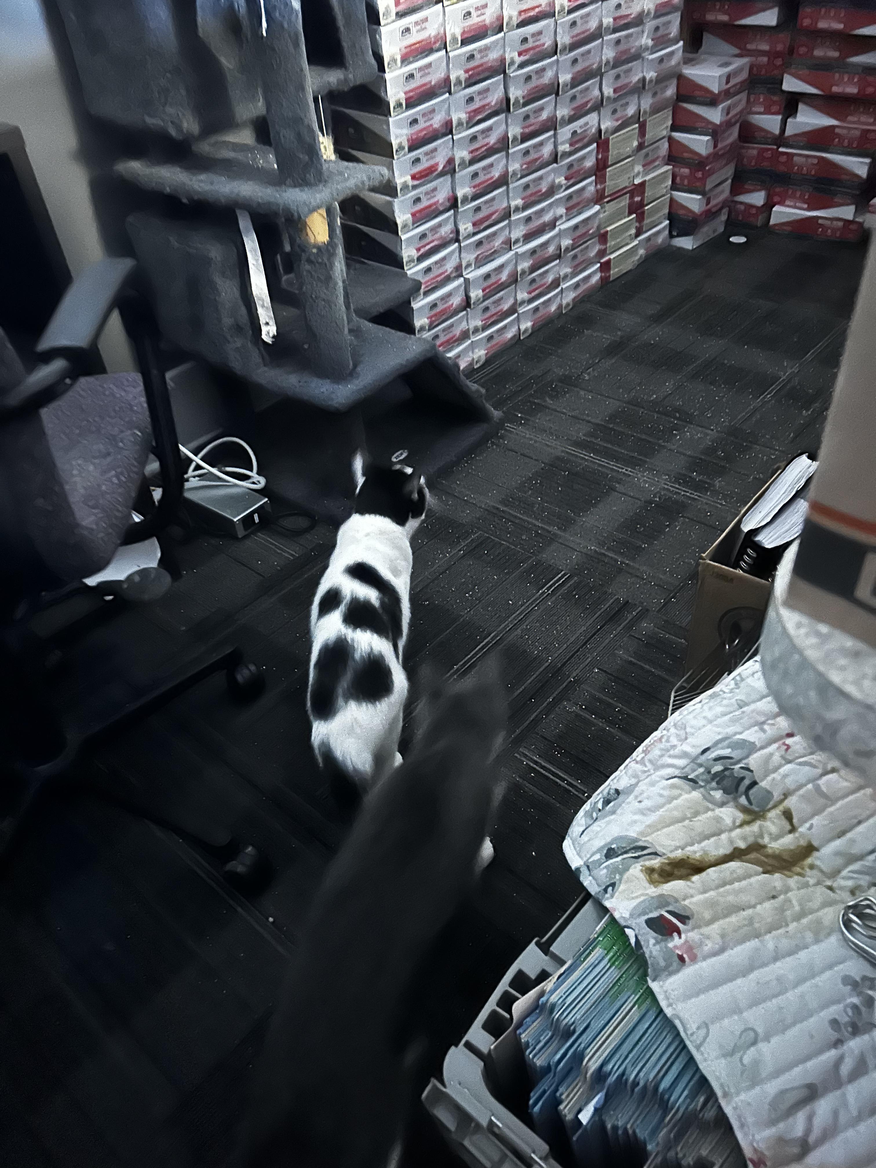 Proton, a Adoptable Domestic Short Hair in Holly, MI image 2/2