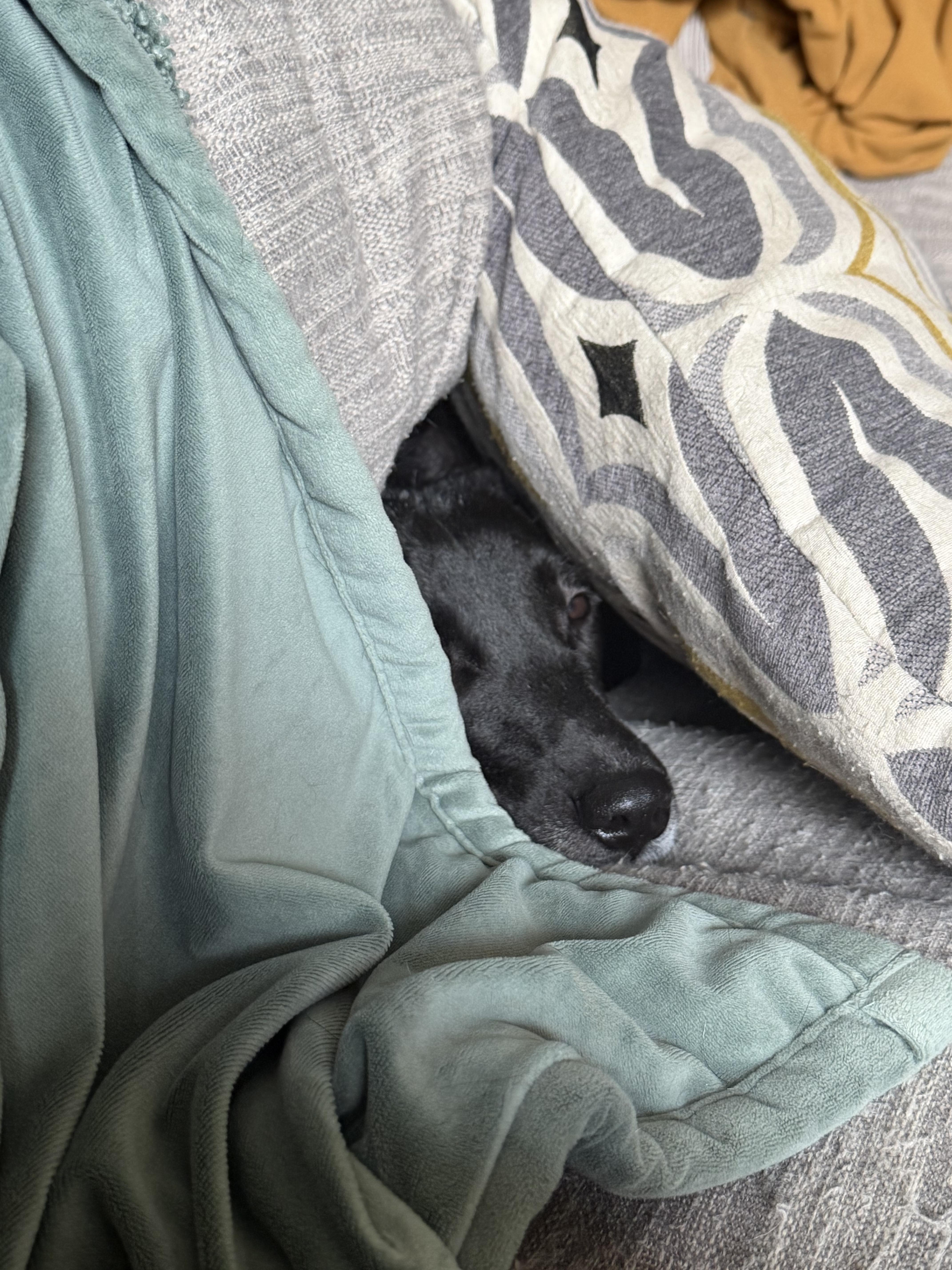 Enlarge Rumi, a ADOPTABLE mixed breed in Commerce City, CO image 3/6