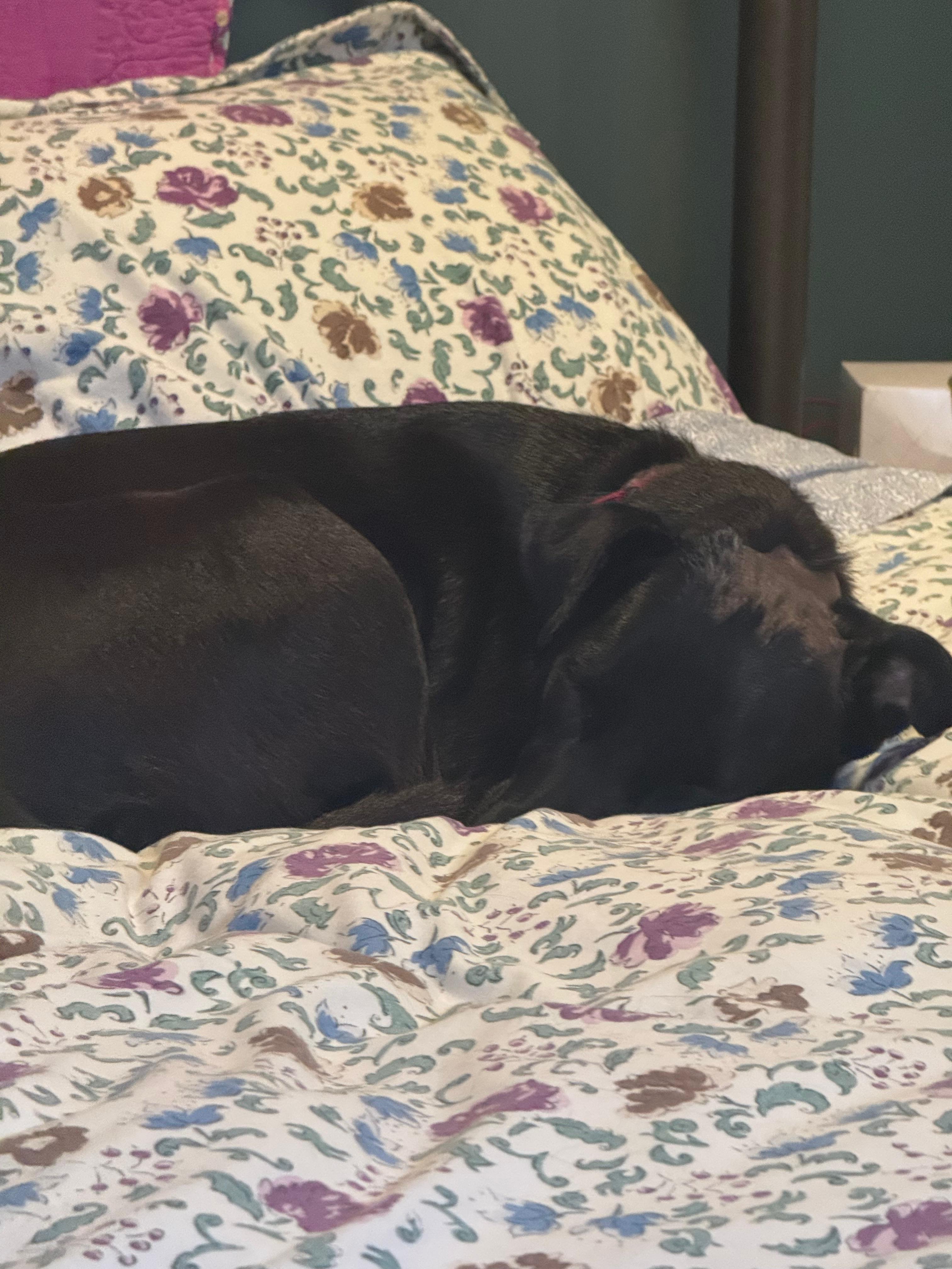 Enlarge Rumi, a ADOPTABLE mixed breed in Commerce City, CO image 4/6