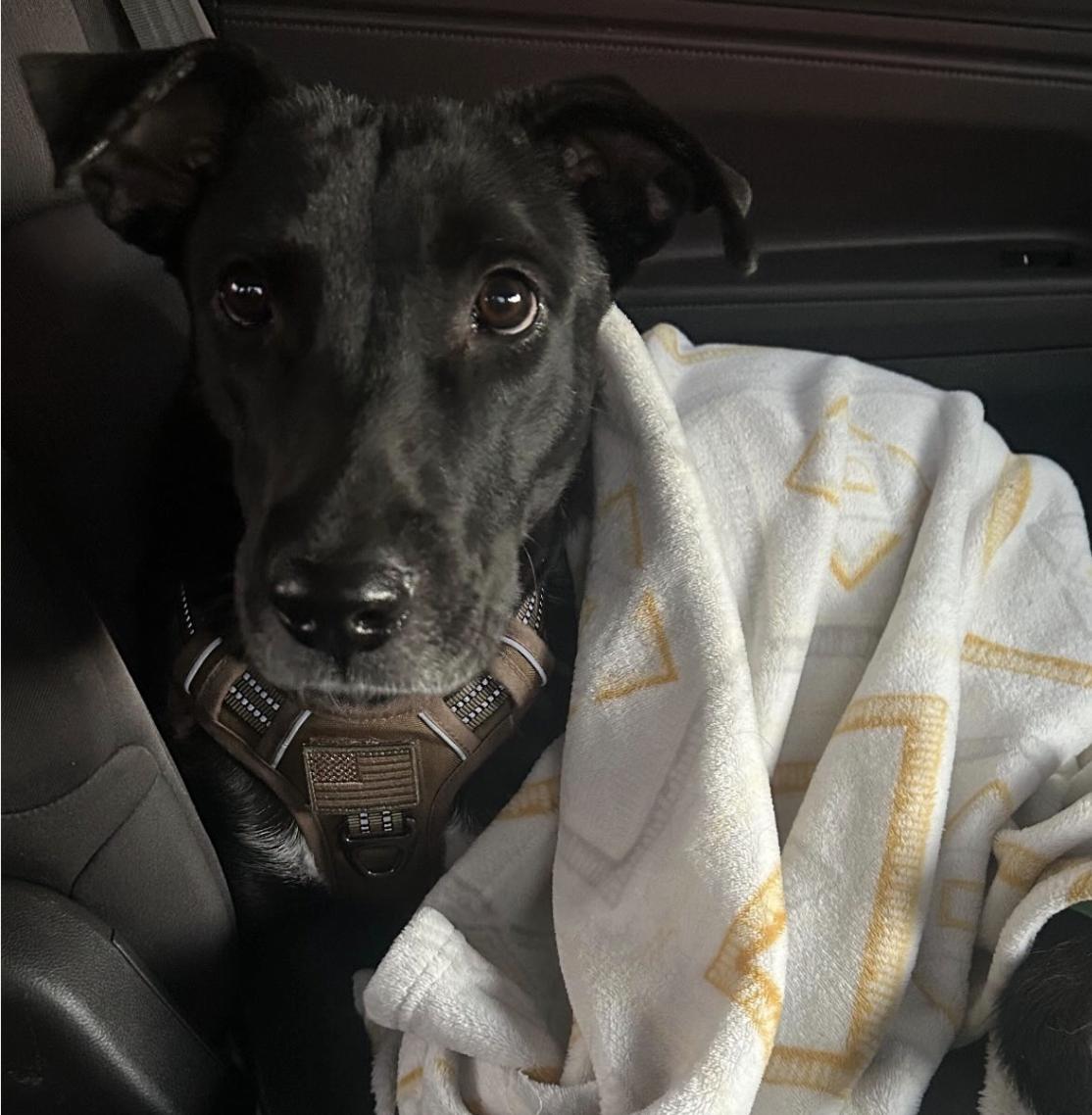 Enlarge Rumi, a ADOPTABLE mixed breed in Commerce City, CO image 2/6