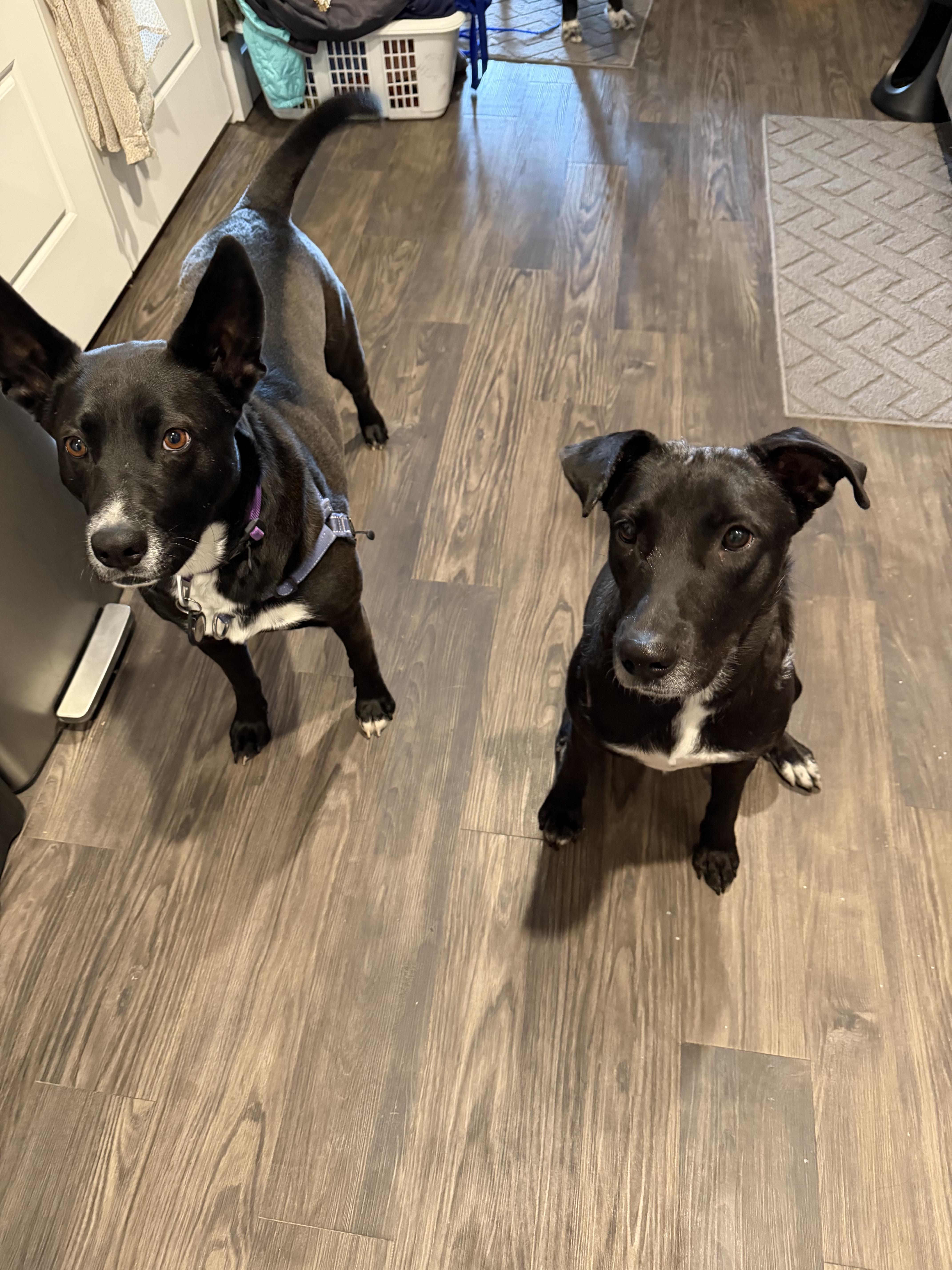 Enlarge Rumi, a ADOPTABLE mixed breed in Commerce City, CO image 6/6