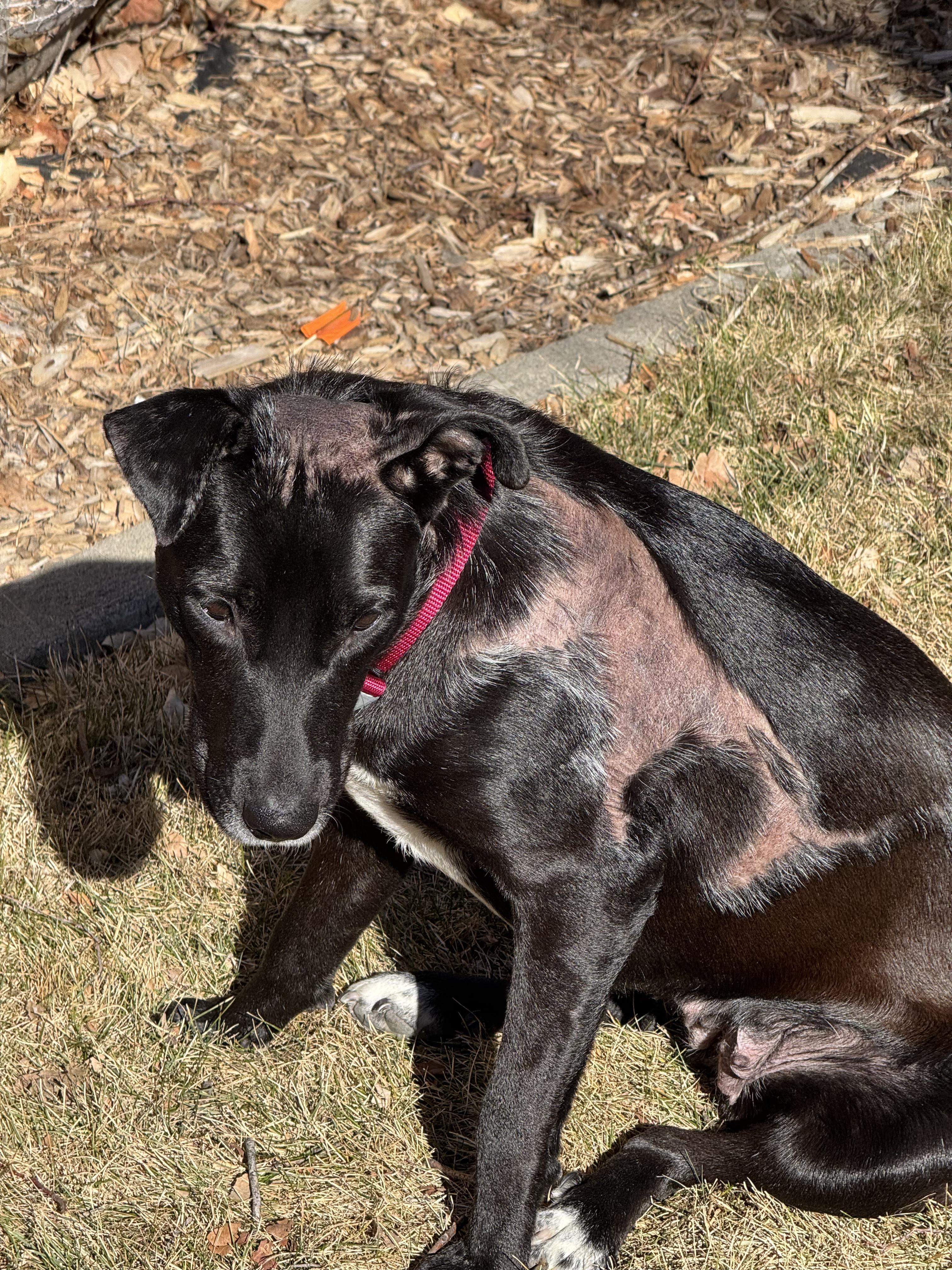 Enlarge Rumi, a ADOPTABLE mixed breed in Commerce City, CO image 5/6