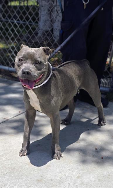 Enlarge KOBY, a Adoptable mixed breed in Downey, CA image 1/1