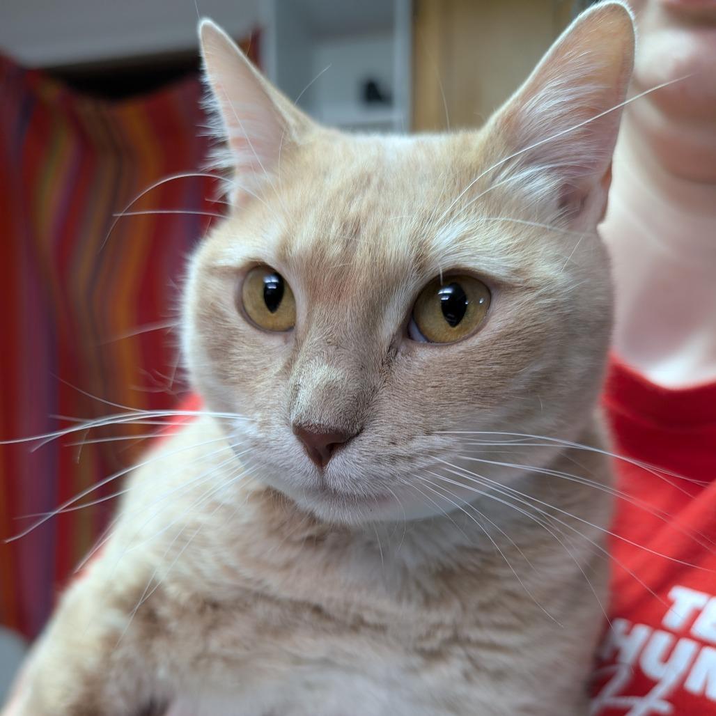 Enlarge Honey, a Adoptable Domestic Short Hair in Leander, TX image 1/1