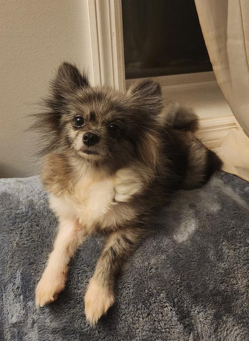 Roxy, a Adopted Pomeranian in Woodstock, GA image 1/3