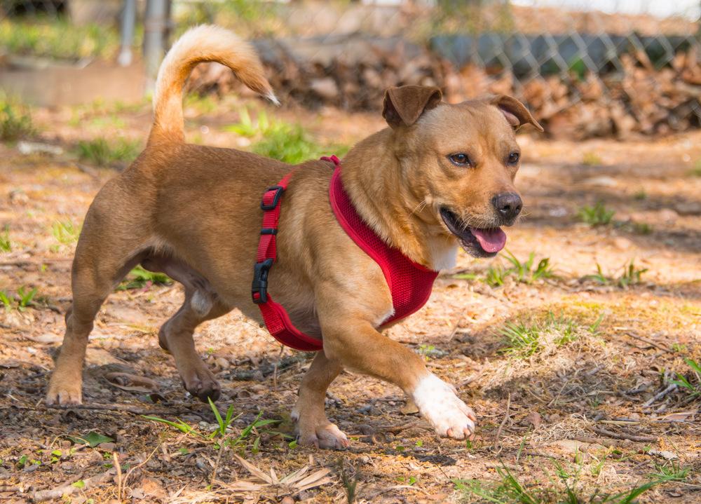 Enlarge Brownie, a Adoptable Dachshund in Marietta, GA image 1/6