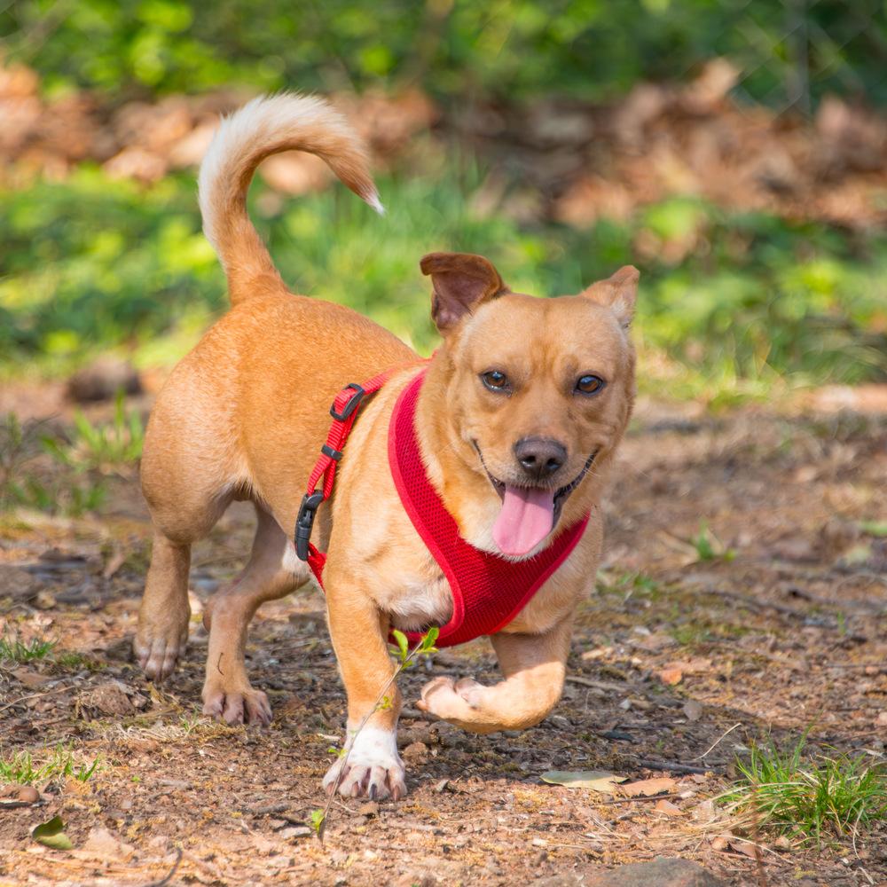 Enlarge Brownie, a Adoptable Dachshund in Marietta, GA image 2/6