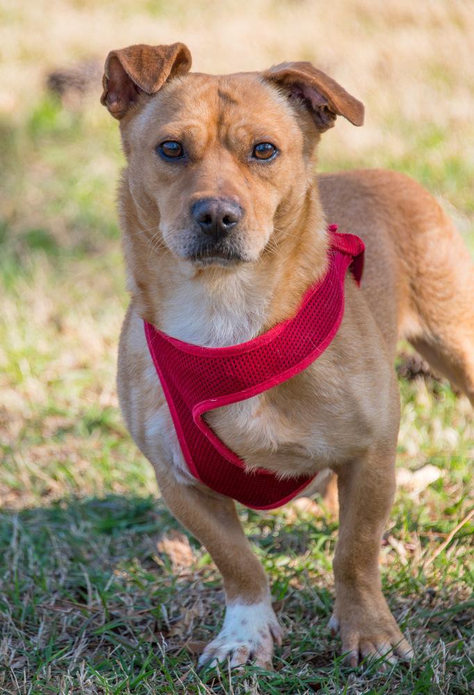 Enlarge Brownie, a Adoptable Dachshund in Marietta, GA image 3/6