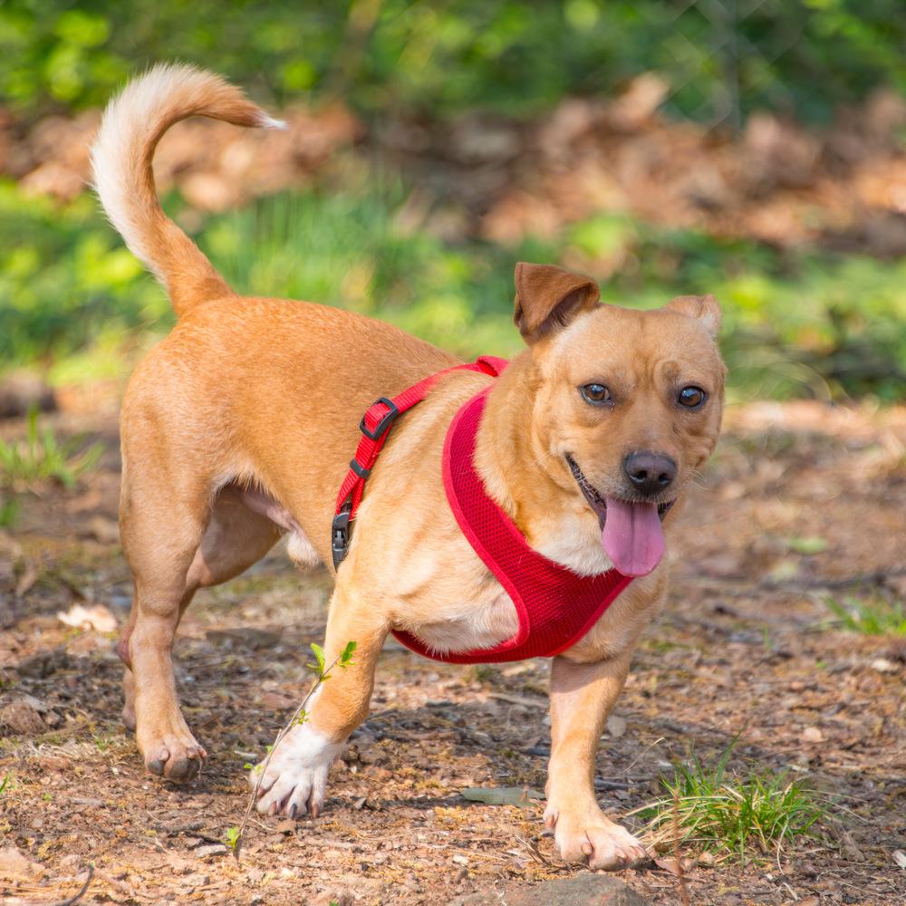 Enlarge Brownie, a Adoptable Dachshund in Marietta, GA image 4/6