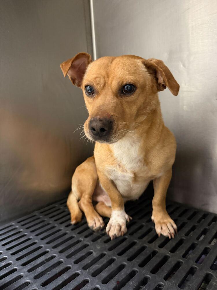 Enlarge Brownie, a Adoptable Dachshund in Marietta, GA image 5/6