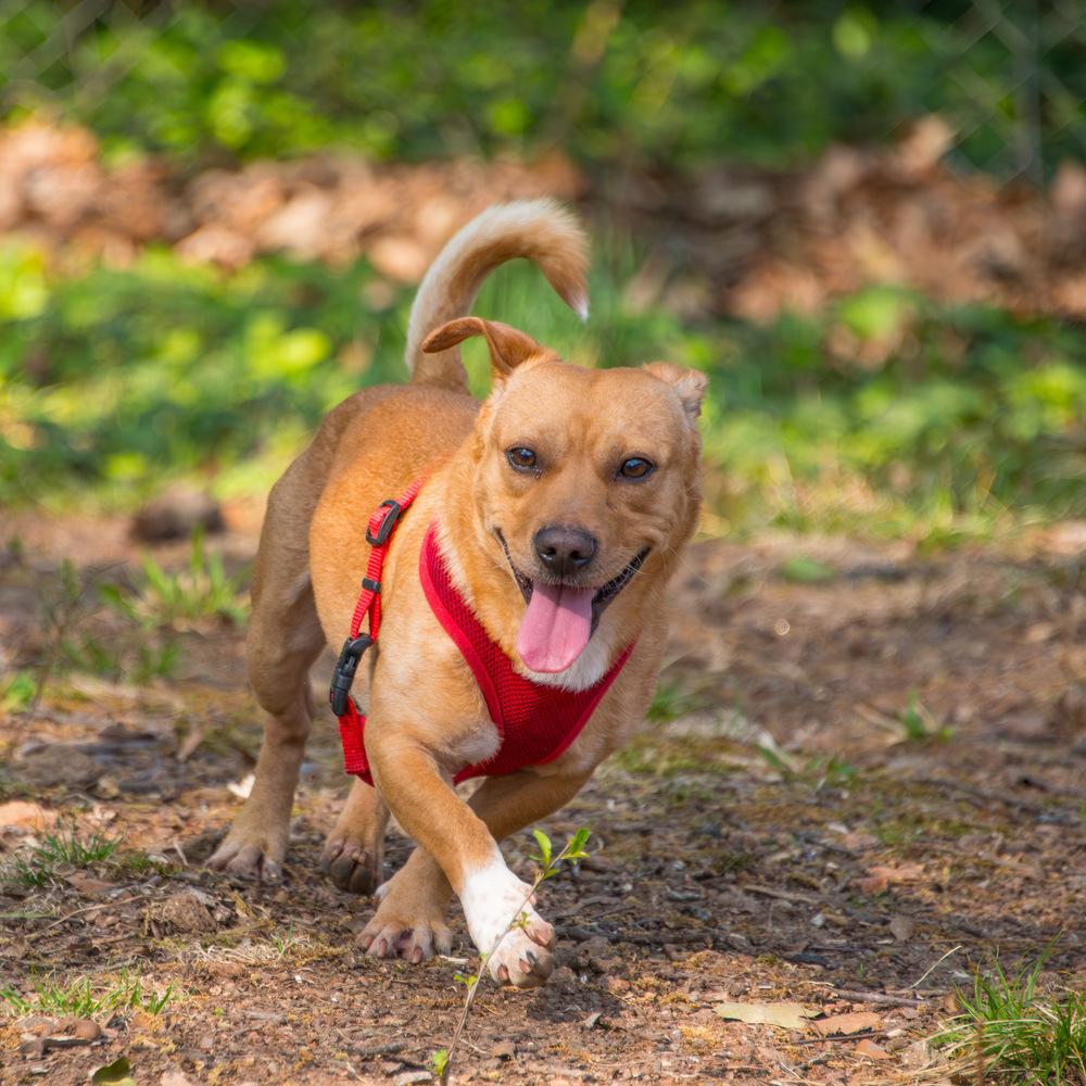 Enlarge Brownie, a Adoptable Dachshund in Marietta, GA image 6/6
