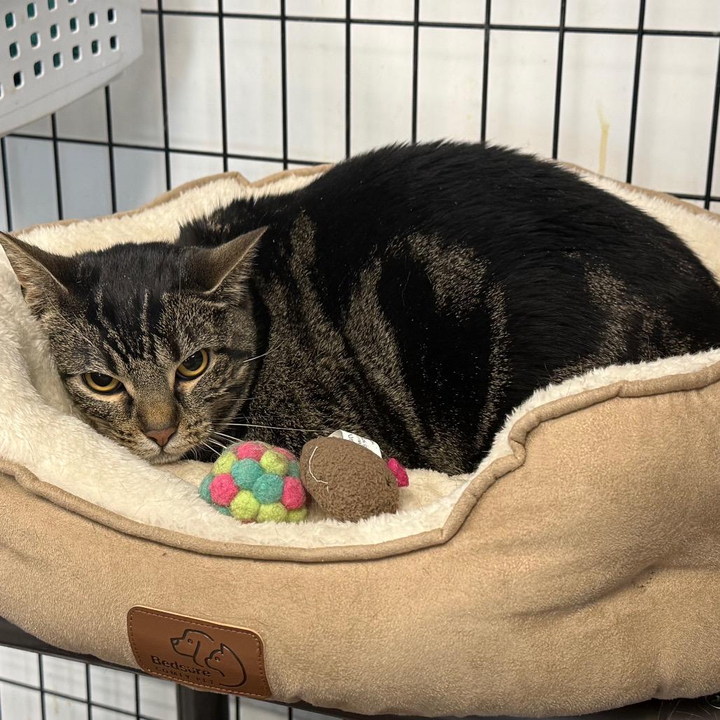 Willow, Adoptable, Adult Female Domestic Short Hair.