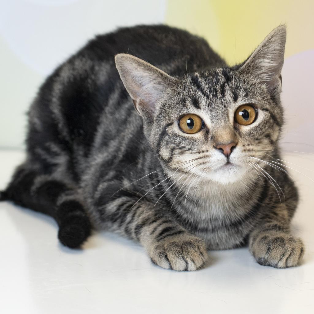 Enlarge Willow, a Adoptable Domestic Short Hair in Carroll, IA image 2/6