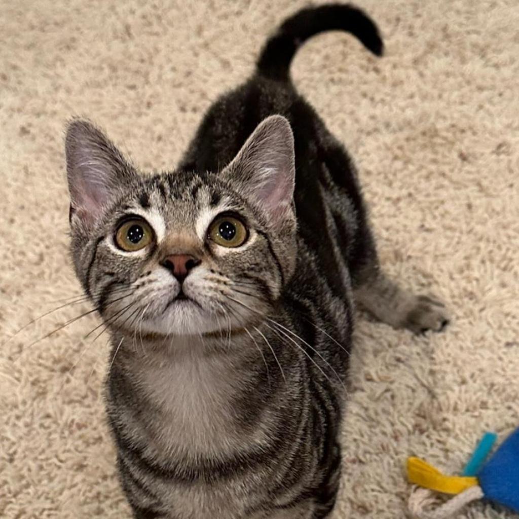 Enlarge Willow, a Adoptable Domestic Short Hair in Carroll, IA image 3/6