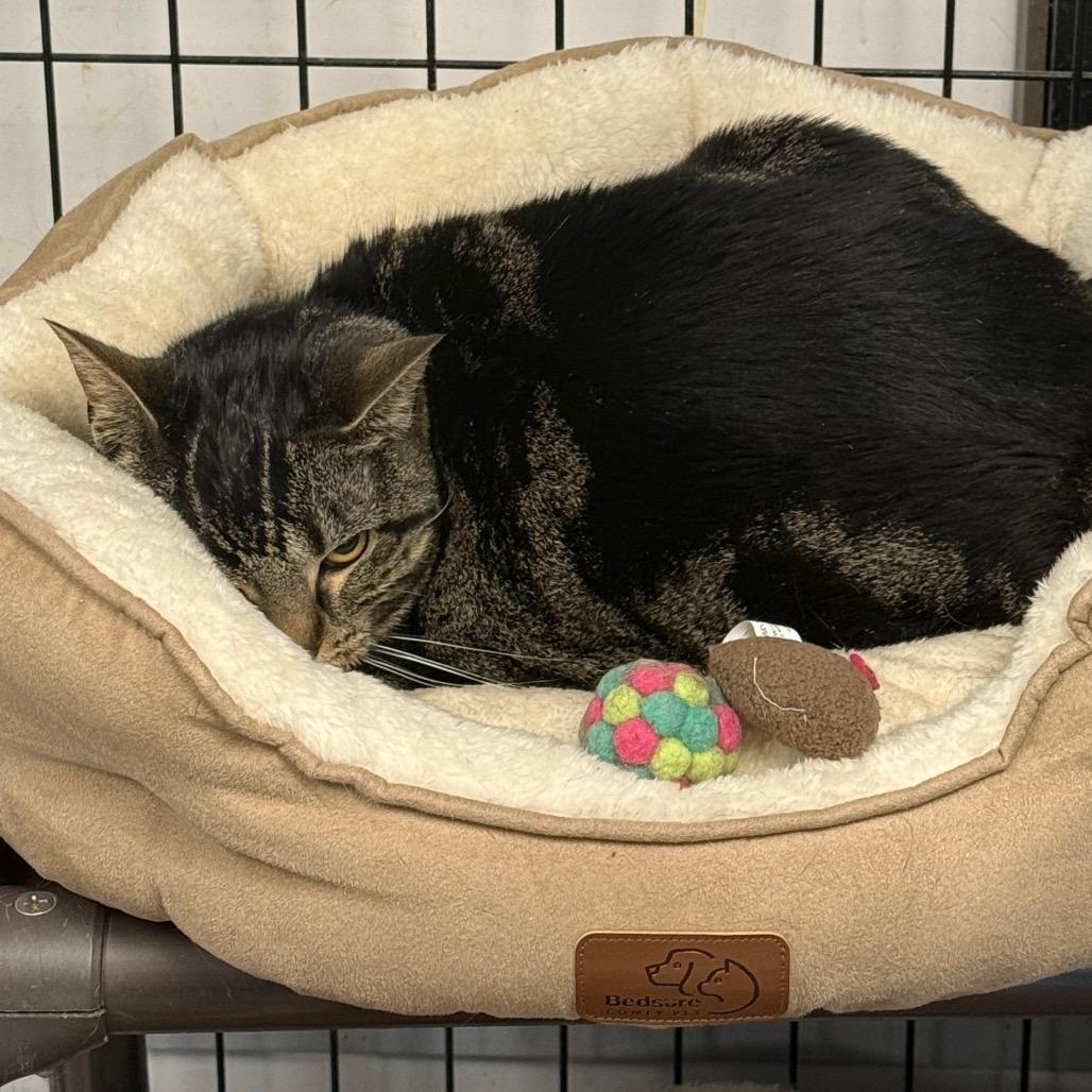 Enlarge Willow, a Adoptable Domestic Short Hair in Carroll, IA image 4/6