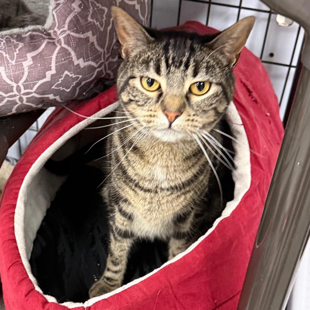Enlarge Willow, a Adoptable Domestic Short Hair in Carroll, IA image 5/6