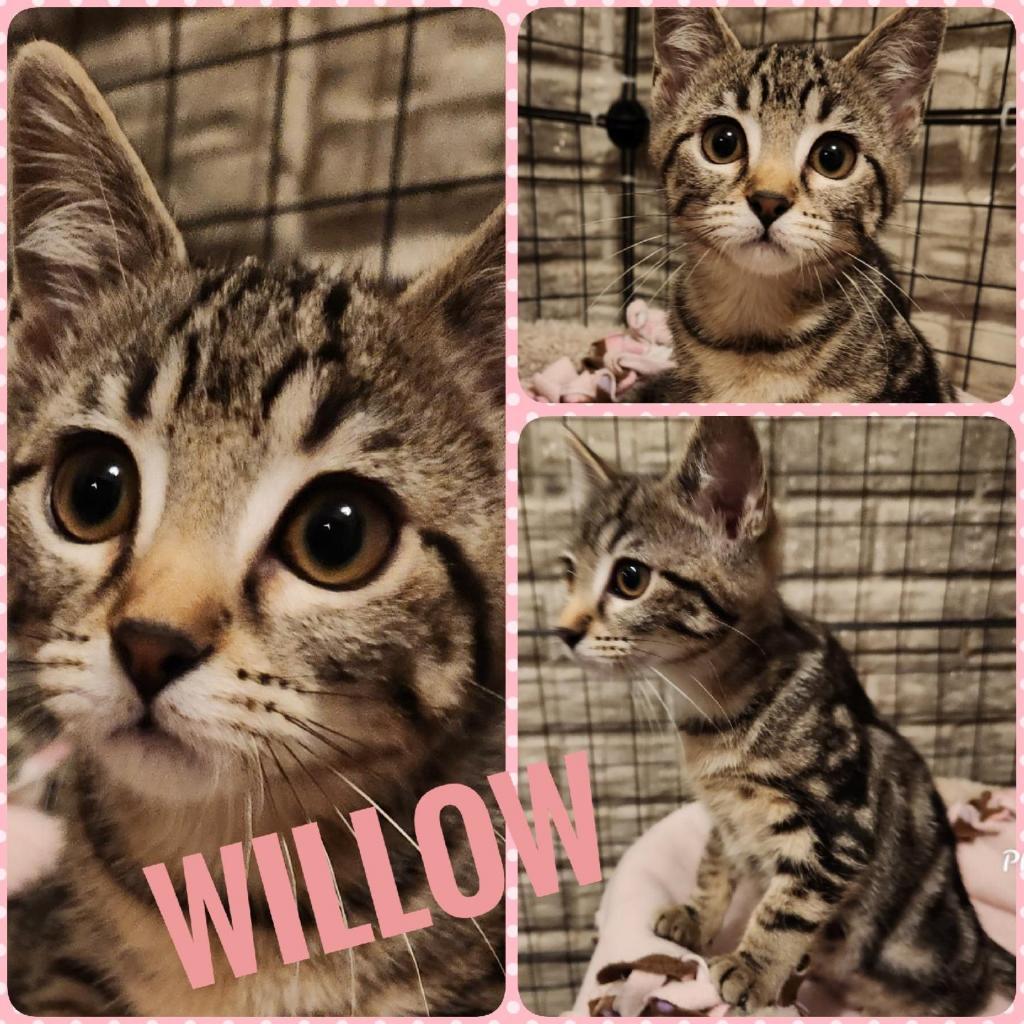 Enlarge Willow, a Adoptable Domestic Short Hair in Carroll, IA image 6/6