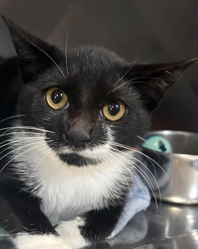 Cider, Adoptable, Kitten Male Domestic Short Hair.