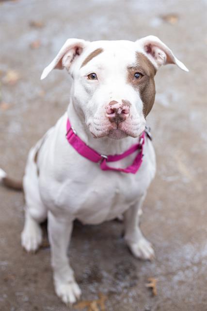 LATTE, Adoptable, Young Female Pit Bull Terrier.